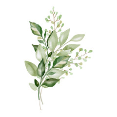 Hand-drawn watercolor illustration of elegant eucalyptus branches with lush, aromatic leaves. Perfect for wedding invitations, botanical prints, minimalist home decor, romantic greeting cards. 