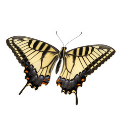 Fototapeta premium Swallowtail Butterfly with Yellow and Black Wings in Flight Isolated On Transparent Background, perfect for nature, wildlife and botanical designs