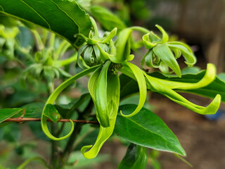 Ylang-ylang flower (ilang-ilang), Cananga odorata, long yellow petals, curved flat lines, fragrant. In ornamental gardens.
