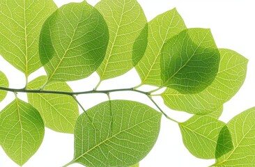 Naklejka premium Close up of a branch with several translucent, light green leaves, intricate vein details visible against a white background. The leaves are delicate