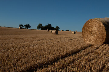 Hay bales in field 