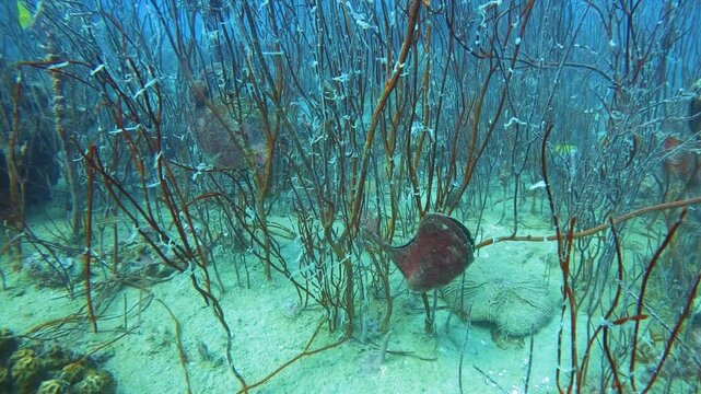 A pen shell (Pinna sp.) anchored among dense seagrass in the sandy seabed of Koh Tao, Thailand. These bivalves play a crucial role in marine ecosystems, filtering water and providing shelter. 