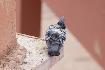 Gray pigeon standing on a house