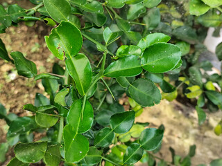 Kaffir lime leaves are green.