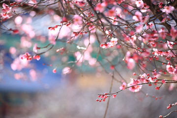 the view of the village with plum blossoms in bloom,Spring scenery of Tongdosa Temple in Yangsan, Korea with red plum blossoms