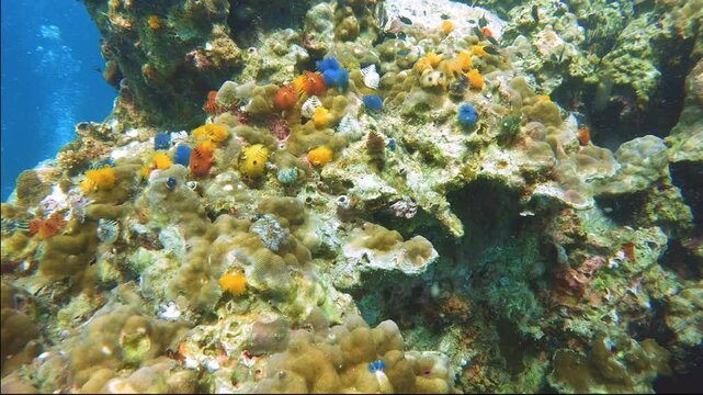 Colorful Christmas tree worms (Spirobranchus giganteus) in yellow, blue, and white embedded in coral, surrounded by sea urchins in Koh Tao, Thailand. 