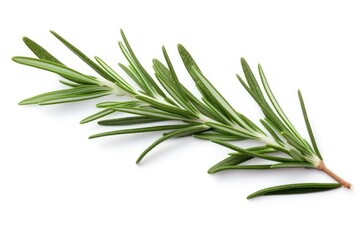 Fototapeta premium Rosemary leaf plant herbs freshness.