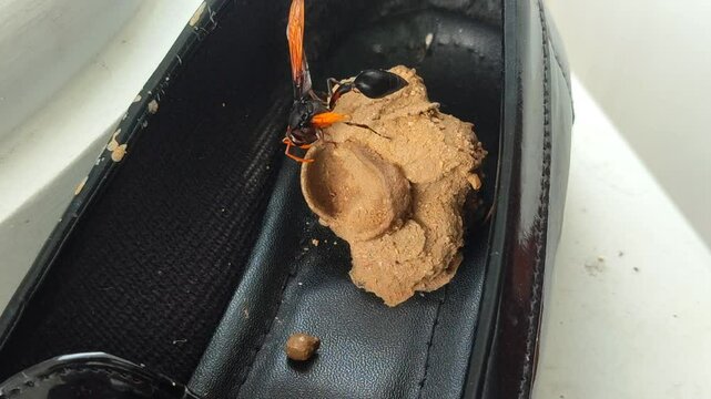 Vespa Affinis bee are making a nest inside a black shoe