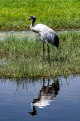 Red-crowned cranes looking for food in the lake
