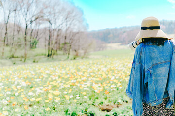 Fototapeta premium 桜の花を撮る女性