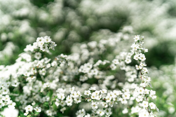 桜の花を撮る女性