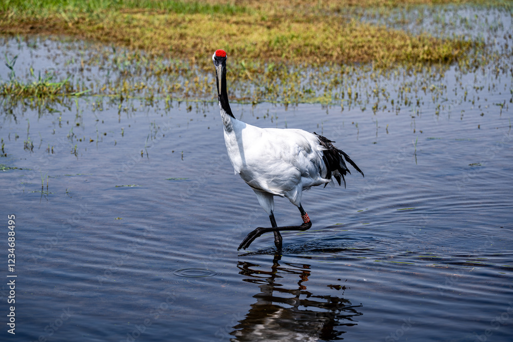 Wall mural Red-crowned cranes looking for food in the lake