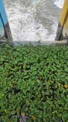 A water gate at a dam filled with lush aquatic plants, with turbulent water flowing beneath the...