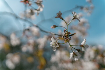 桜の花を撮る女性
