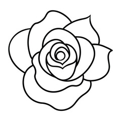 white rose isolated on white
