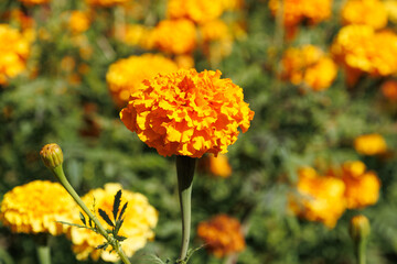 Bright orange Tagetes with flowering in full bloom, illuminated by sunlight. I