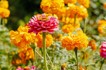 Pink Zinnia Flower in a Colorful Garden