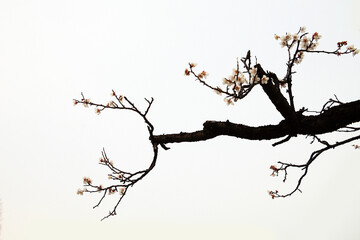 Plum flowers blooming on old tree against white background