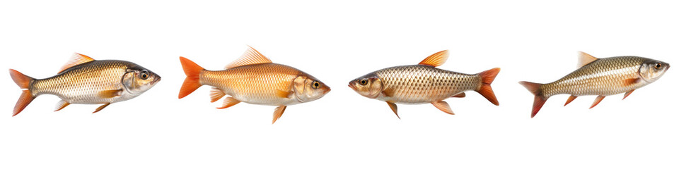 Fototapeta premium Roach fish isolated on transparent background, PNG, Set of