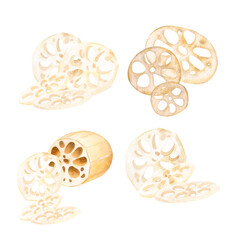 Lotus root peeled and sliced. Fresh and dried. Asian food. Isolated on background watercolor monochrome hand drawn illustration. Set of compositions. For decoration, design, packaging, logo