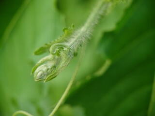 grass with dew drops green background 