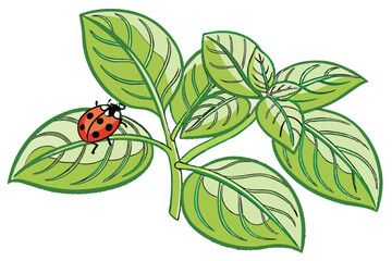 Lush green basil leaves, Vibrant ladybug, Macro photography, Contrasting red and green, Organic texture, Garden herbs, Nature close-up, Botanical detail, Insect on leaf, Fresh culinary herbs, High-