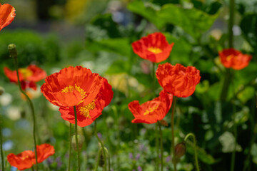 日本の広島県にある、香山ラベンダーの丘のポピー畑