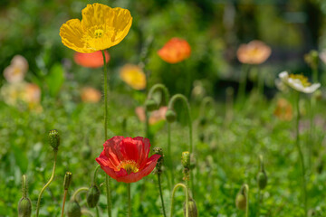 日本の広島県にある、香山ラベンダーの丘のポピー畑