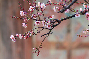 the view of the village with plum blossoms in bloom,Spring scenery of Tongdosa Temple in Yangsan, Korea with red plum blossoms