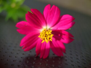 Fototapeta premium pink and yellow flower natural background..