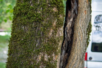 Green moss grows on the bark of a tree, in a public or natural park. The tree is covered with moss due to the high humidity of the climate. Textured natural background
