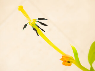 hand holding a flower