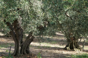 Olive trees in Afytos in Chalkidiki in Greece in November