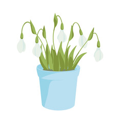 blossoming snowdrop flowers in pot,