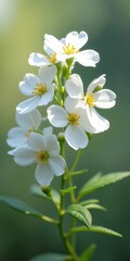 Obraz premium A delicate white flower with yellow stamens, set against a blurred green background