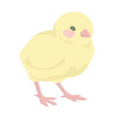 A small fluffy yellow chick on white background