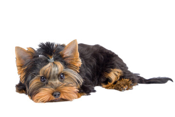 Yorkshire Terrier puppy isolated on white background. Studio shot.