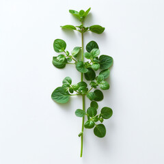 Coriandrum Sativum on Transparent Background