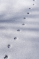 雪原に残る足跡と木漏れ日の影が描く自然の美しい模様