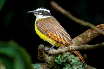 Bem-te-vi (Pitangus sulphuratus)