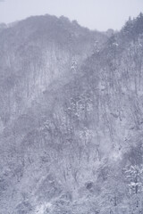 雪化粧した木々が並ぶ東北の森、静寂が広がる白銀の世界