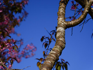 Fototapeta premium Cherry blossom in Chiangmai province, Thailand.