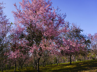 Cherry blossom in Chiangmai province, Thailand.