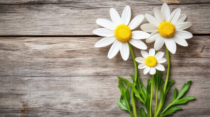 Obraz premium Three daisies on rustic wooden background, spring floral arrangement, copy space, greeting card design