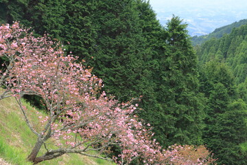 斜面に咲くボタン桜