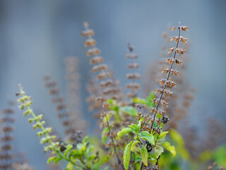 Mature basil flowers