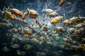 Red bellied piranha fish (Pygocentrus Nattereri) swimming in river water in South America jungle.