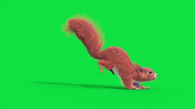 Green Screen Squirrel Rodent Run Side Loop Animals 3D Rendering Animation CGI 4K