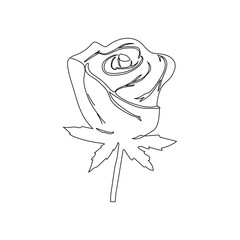 Rose Line Art Illustration Vector With White Background.