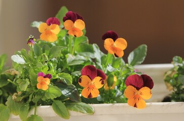 close-up of pansy flowers in the garden

